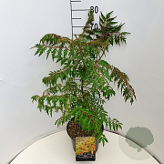 Rhus glabra 'Laciniata' 60-80 cm 10L