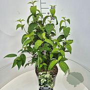 Viburnum plic. 'Mariesii' 50-60 cm 20L