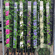 Clematis 'Stefan Franczak' 150-175 cm vierkant rond 5,5L