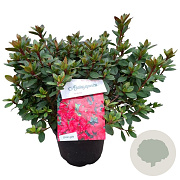 Rhododendron (AJ) 'Arabesk' 25-30 cm 4,0L