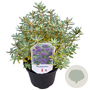 Rhododendron 'Azurika' 25-30 cm 3,5L