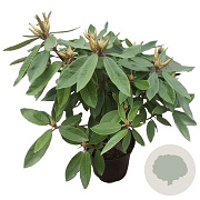Rhododendron 'Vulcan's Flame' 30-40 cm 5,0L struik