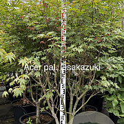 Acer pal. 'Osakazuki' 175-200 cm 35L