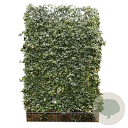 Hedera hel. 'White Ripple' 120x180 container kant en klaar haag