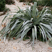 Astelia chathamica 'Silver Spear' 60-80 cm 20L breed