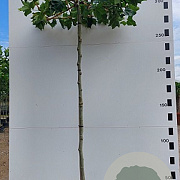 Platanus hispanica 16-18 cm 50L 240 cm stam dakvorm 120