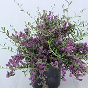 Buddleja alternifolia Unique 40-50 cm 5,0L