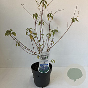 Ceanothus del. 'Gloire de Versaille 30-40 cm P17