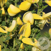 Cytisus 'Luna' 30-40 cm 3,0L