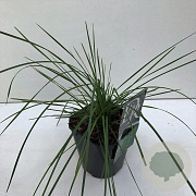 Deschampsia cesp. 'Goldtau' 35-40 HA 2,0L vierkant