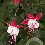 Fuchsia 'Snowcap' 30-40 cm 3,0L