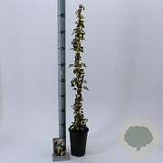 Hedera hel. 'Goldheart' 50-70 cm C1.5