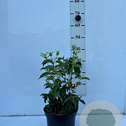 Heptacodium miconioides 30-40 cm 5,0L struik