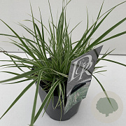 Pennisetum advena 'Sky Rocket' 45-50 cm 2,0L vierkant