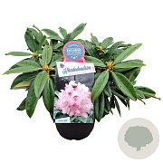 Rhododendron (Y) 'Arabella' 30 cm 5,0L