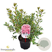 Rhododendron (AJ) 'Blaauw's Pink' 20-25 cm 2,0L