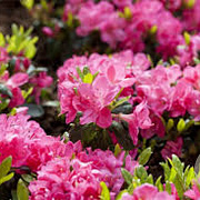 Rhododendron (AZ) 'Canzonetta' 25-30 cm 2,0L