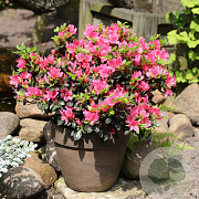 Rhododendron Drapa 25-30 cm 2,0L