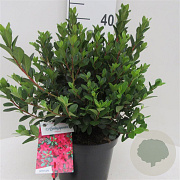 Rhododendron (AJ) 'Excelsior' 25-30 cm 4,0L