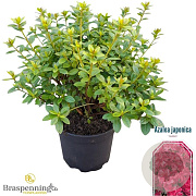 Rhododendron (AJ) 'Isabel' 20-25 cm 2,0L