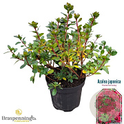 Rhododendron (AJ) 'Moederkensdag' 20-25 cm 2,0L
