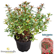 Rhododendron (AJ) 'Radja' 20-25 cm 2,0L