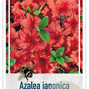 Rhododendron (AJ) 'Radja' 25-30 cm 4,0L