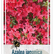 Rhododendron 'Vera Maja' 20-25 cm 2,0L