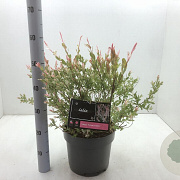Salix integra 'Hakuro-nishiki' 40-50 cm 5,0L