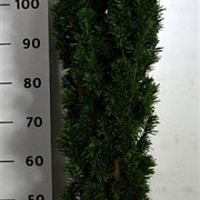 Taxus b. 'Fastigiata Robusta' 100-125 cm 20L