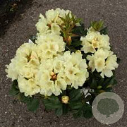 Rhododendron (Y) 'Centennial Gold' 60-70 cm 20L