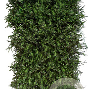 Picea abies 200 Hoog Haagelement 100Bx40D