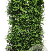 Thuja occ. 'Brabant' 200 Hoog Haagelement 100Bx40D