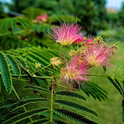 Albizia julibr. Ombrella 125-150 cm cont. 100L