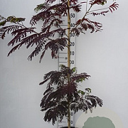 Albizia julibr. 'Summer Chocolate' 100-125 cm 30L