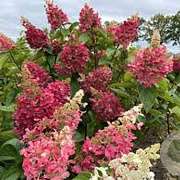 Hydrangea pan. Pinky Winky 30-40 cm 2,0L