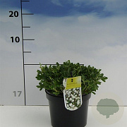 Potentilla tridentata 'Nuuk' 20-30 cm 2,0L