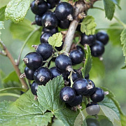 Ribes nigr. 'Ben Nevis' 60-80 cm 20L