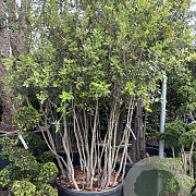 Quercus ilex 225-250 cm cont. 290L meerstammig solitair