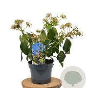 Hedera colchica 'Fall Favourite' 40-60 cm 3,0L