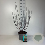 Cornus alba 'Kesselringii' 80-100 cm 10L