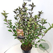 Cornus alba 'Kesselringii' 80-100 cm 10L