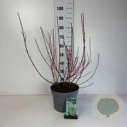 Cornus alba 'Sibirica Variegata' 60-80 cm 10L