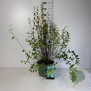 Philadelphus 'Lemoinei' 60-80 cm 10L