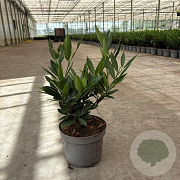 Prunus l. 'Otto Luyken' 30-40 cm 3,5L