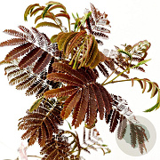 Albizia julibr. 'Evi's Pride' 125-150 cm 10L
