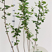 Aronia melanocarpa 50-60 cm 5,0L