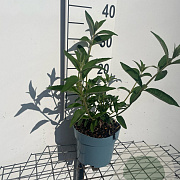 Buddleja d. 'Empire Blue' GM 2,0L