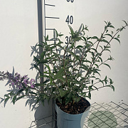 Buddleja d. 'Nanho Blue' GM 2,0L