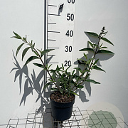 Buddleja d. 'Pink Delight' GM 2,0L